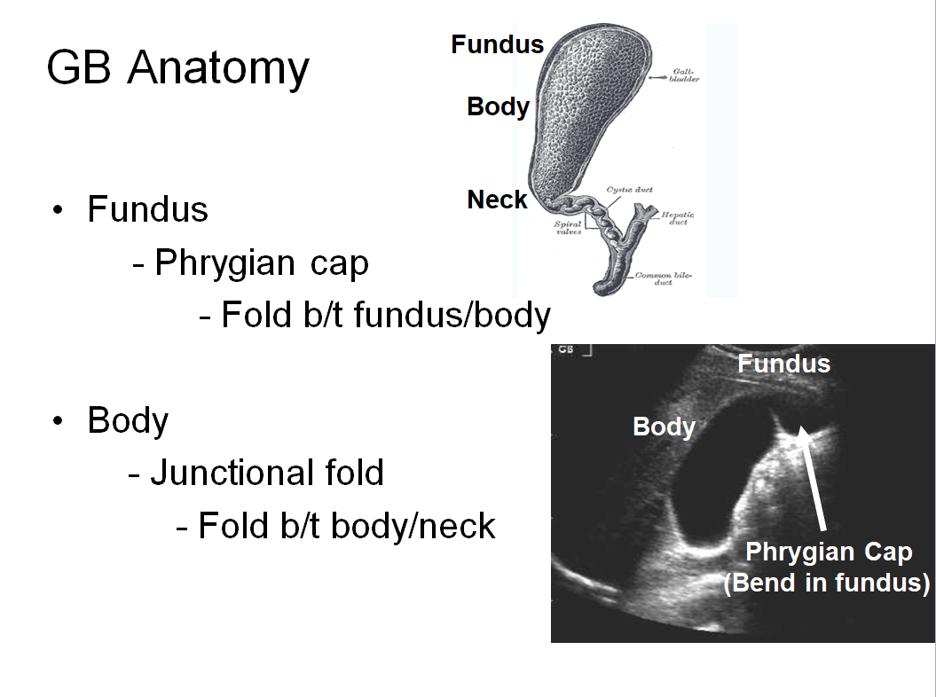 Chapter 6 : Biliary System: Normal