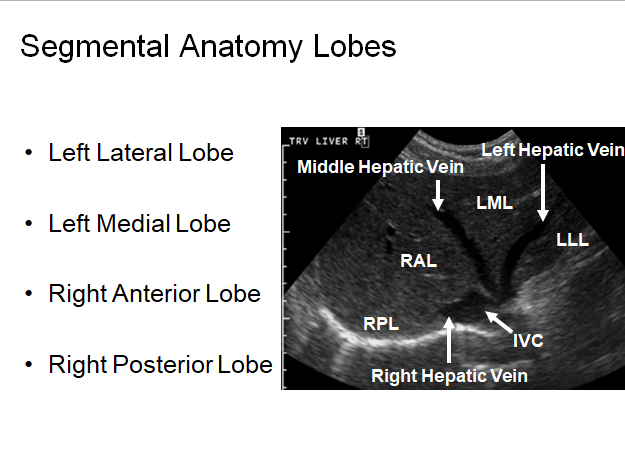 Chapter 2 : Liver: Normal