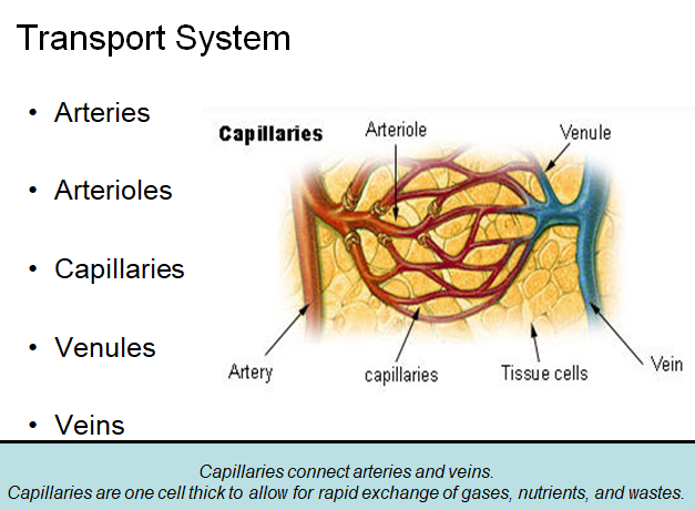 Chapter 4 : Prevertebral Vessels: Normal