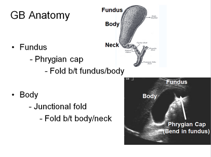 Chapter 6 : Biliary System: Normal