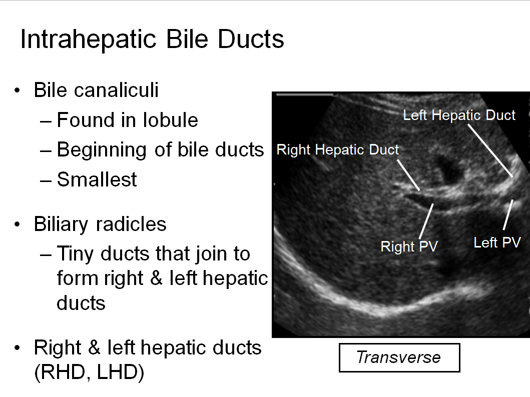Chapter 6 : Biliary System: Normal