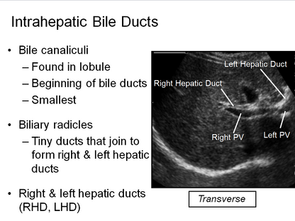 Chapter 6 : Biliary System: Normal