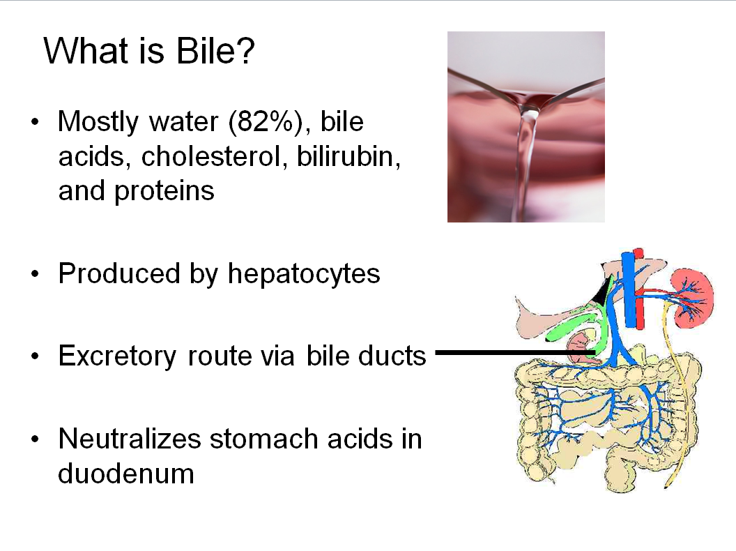 Chapter 6 : Biliary System: Normal