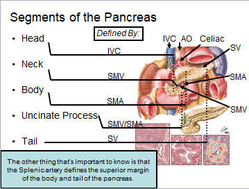 Chapter 8 : Pancreas: Normal
