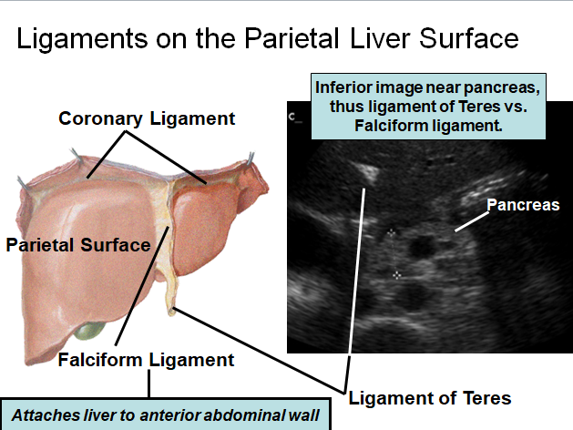 Chapter 2 : Liver: Normal