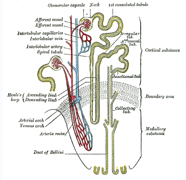 Chapter 10: Urinary System and Adrenal Glands: Normal