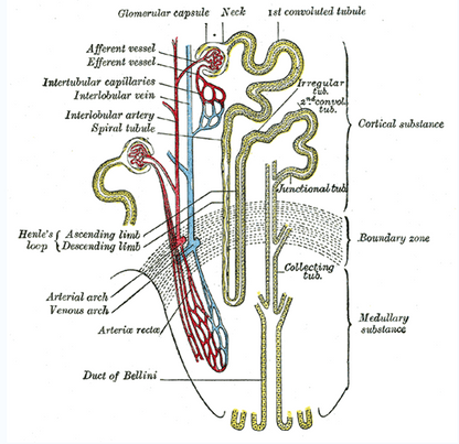 Chapter 10: Urinary System and Adrenal Glands: Normal