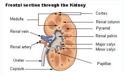 Chapter 10: Urinary System and Adrenal Glands: Normal